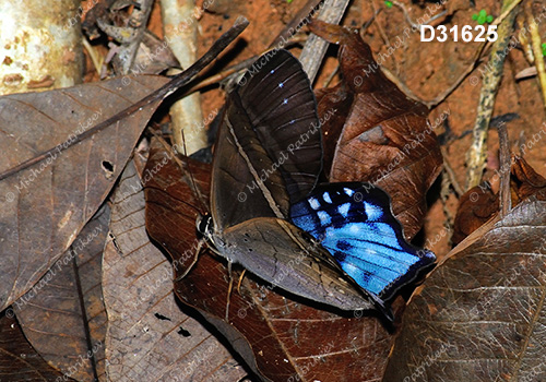Pierella hyalinus
